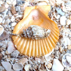 One of a Kind Wire Wrapped Natural Shell Necklace